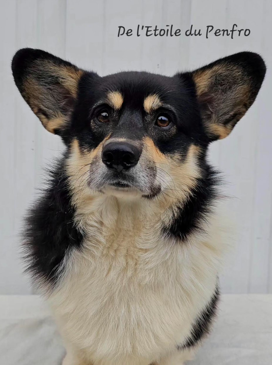 Choco pie plyushevyi volk