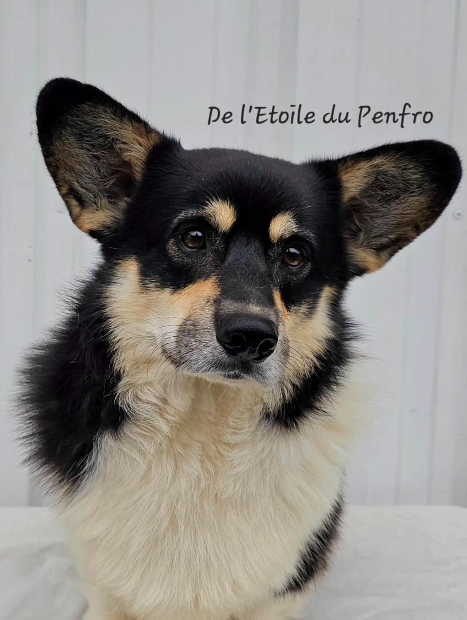 Choco pie plyushevyi volk