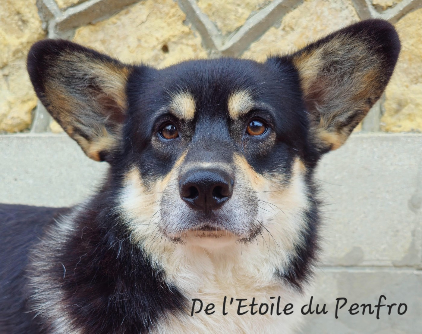 Choco pie plyushevyi volk