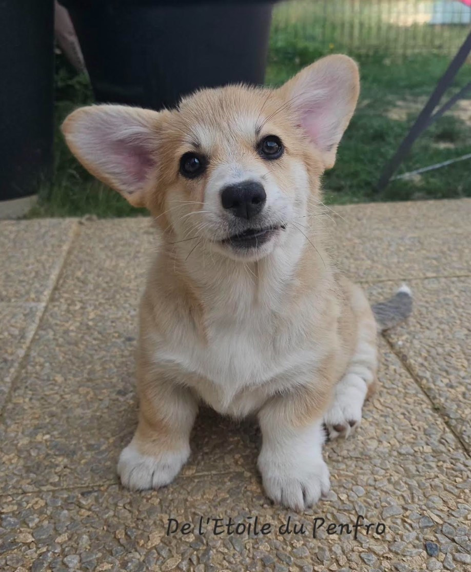 Asteria inthe sky Des Gazons D'Ile De France