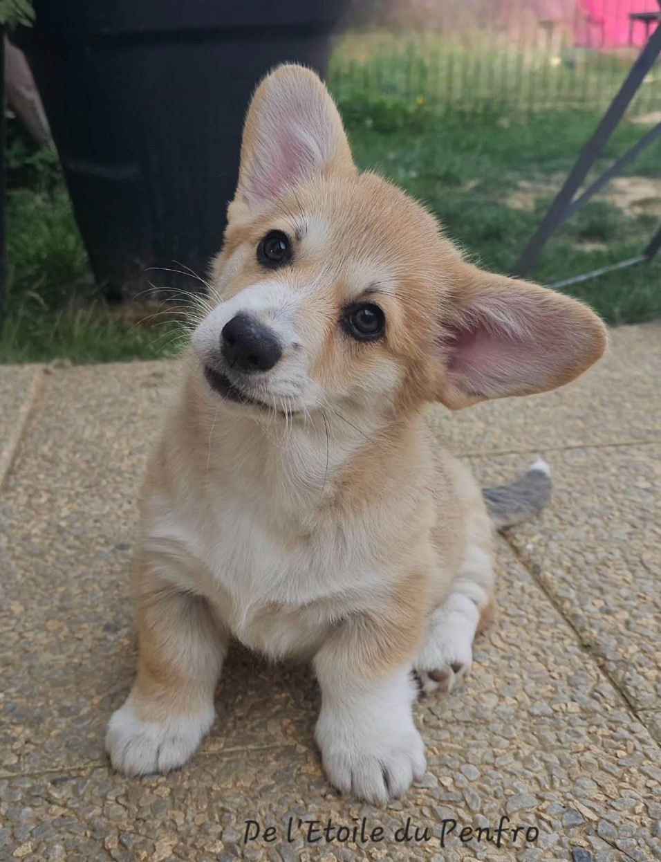 Asteria inthe sky Des Gazons D'Ile De France
