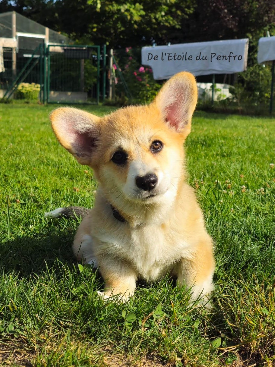 Asteria inthe sky Des Gazons D'Ile De France