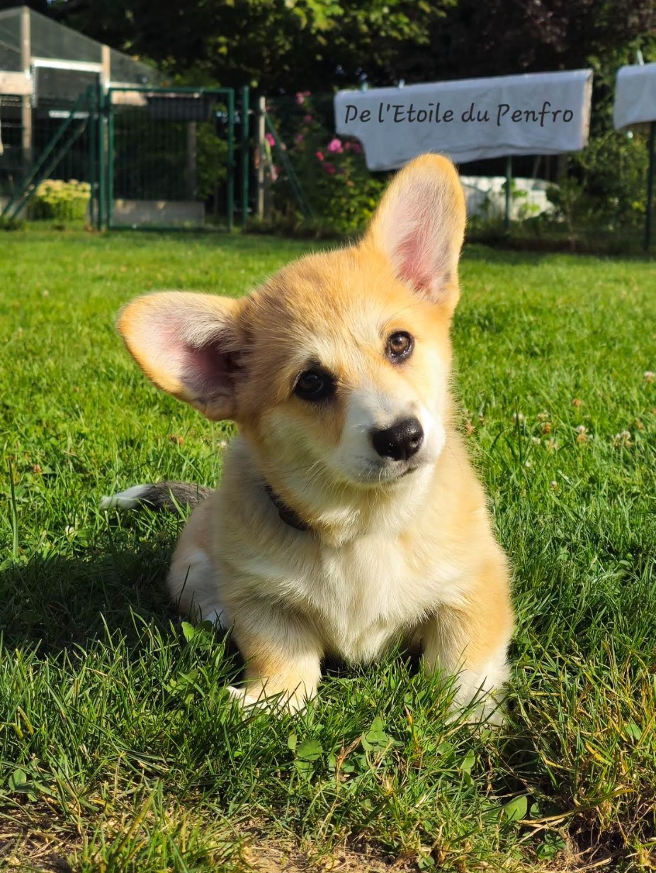 Asteria inthe sky Des Gazons D'Ile De France