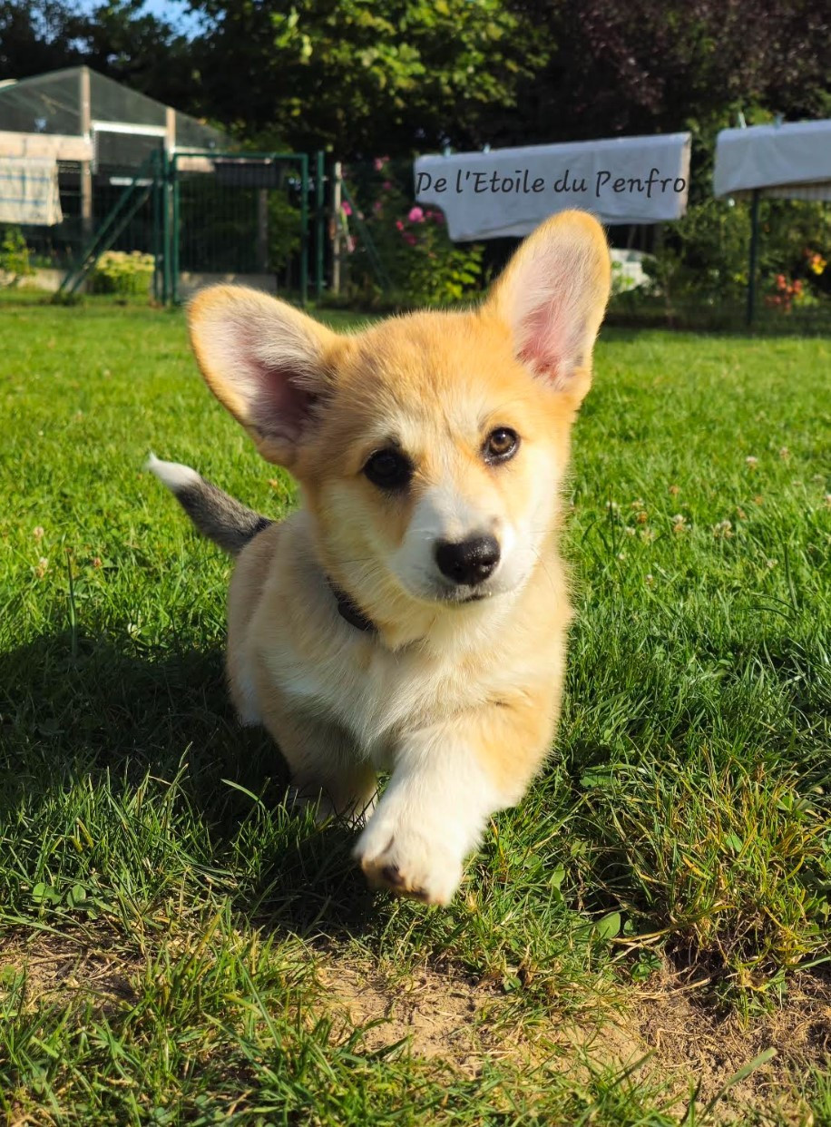 Asteria inthe sky Des Gazons D'Ile De France