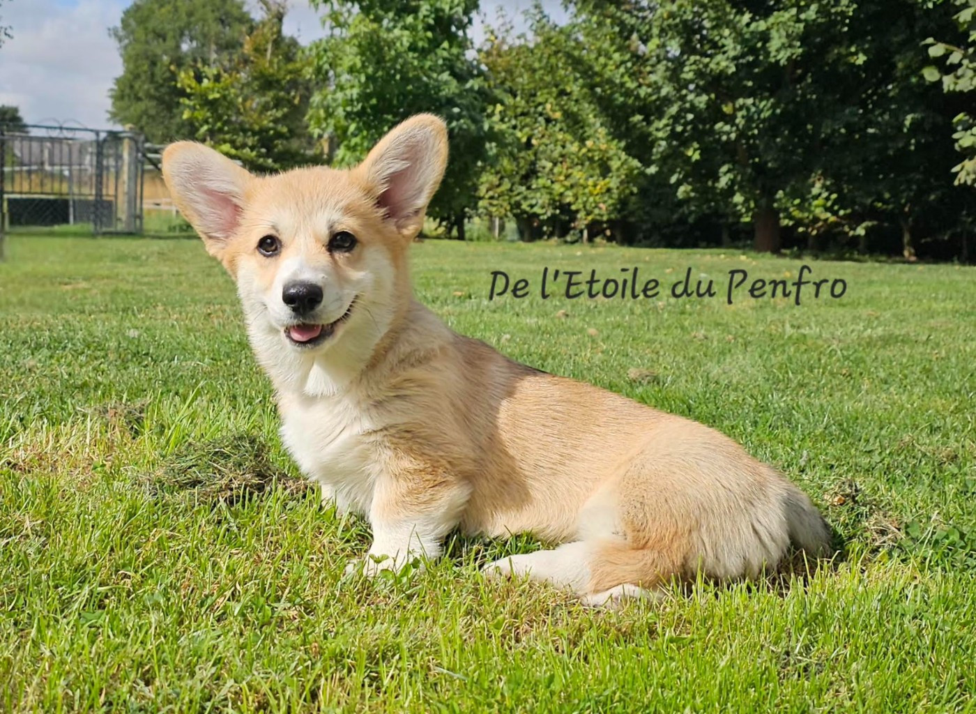 Asteria inthe sky Des Gazons D'Ile De France