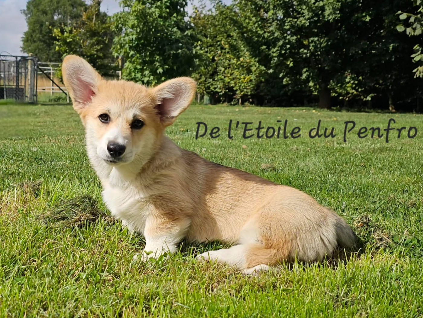 Asteria inthe sky Des Gazons D'Ile De France