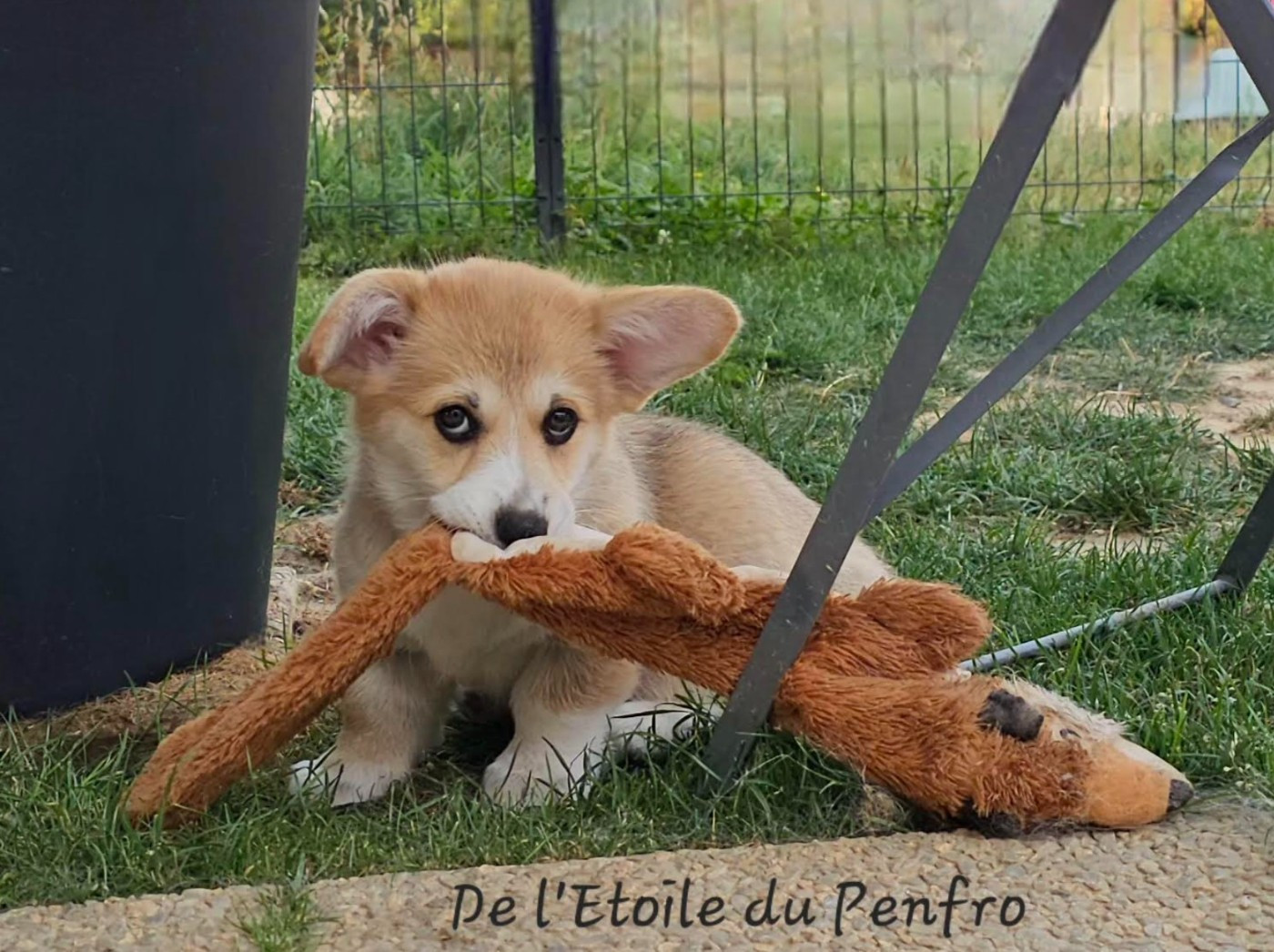 Asteria inthe sky Des Gazons D'Ile De France