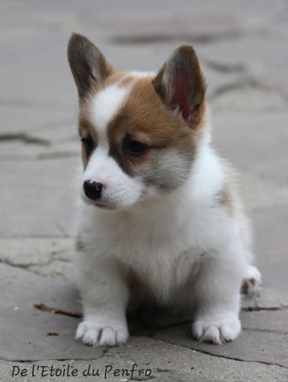 Ace coco gauff du Domaine D'Arinella Bianca