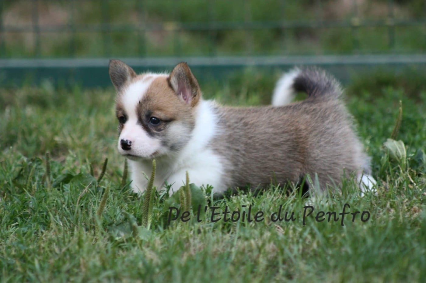 Ace coco gauff du Domaine D'Arinella Bianca