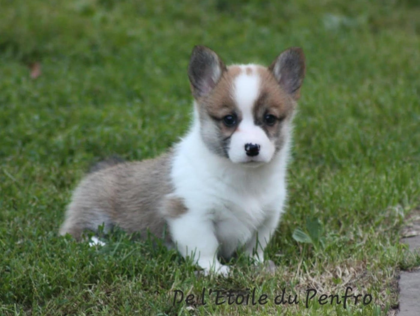 Ace coco gauff du Domaine D'Arinella Bianca