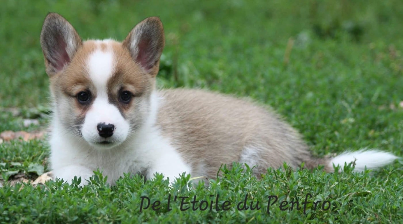 Ace coco gauff du Domaine D'Arinella Bianca