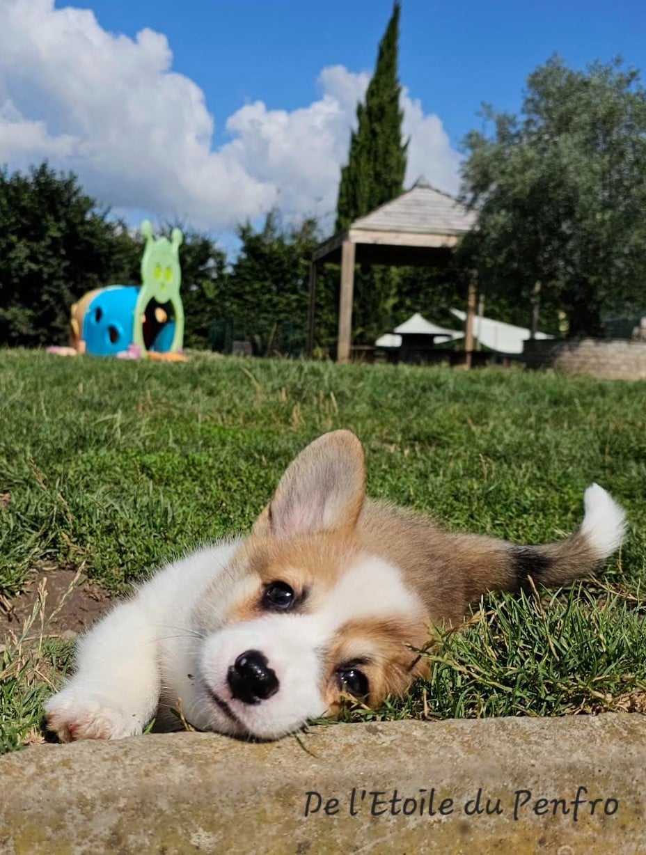 Ace coco gauff du Domaine D'Arinella Bianca