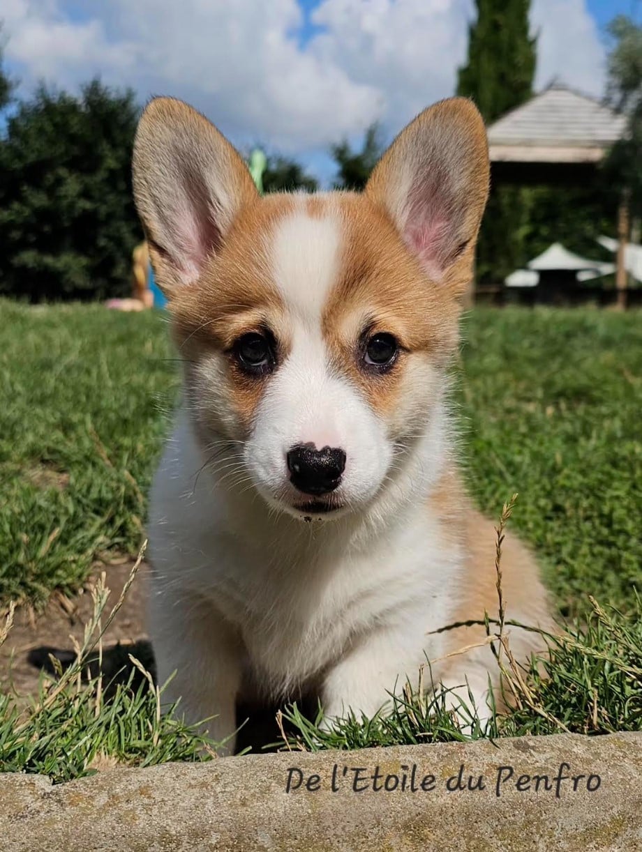 Ace coco gauff du Domaine D'Arinella Bianca