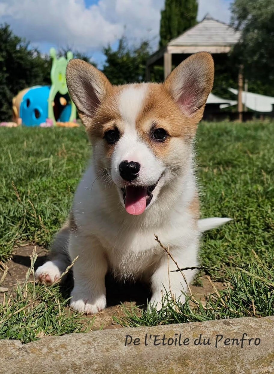 Ace coco gauff du Domaine D'Arinella Bianca
