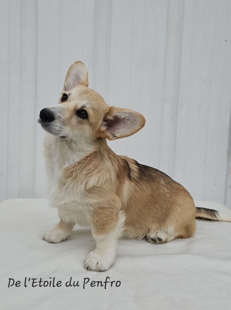 Asteria inthe sky Des Gazons D'Ile De France