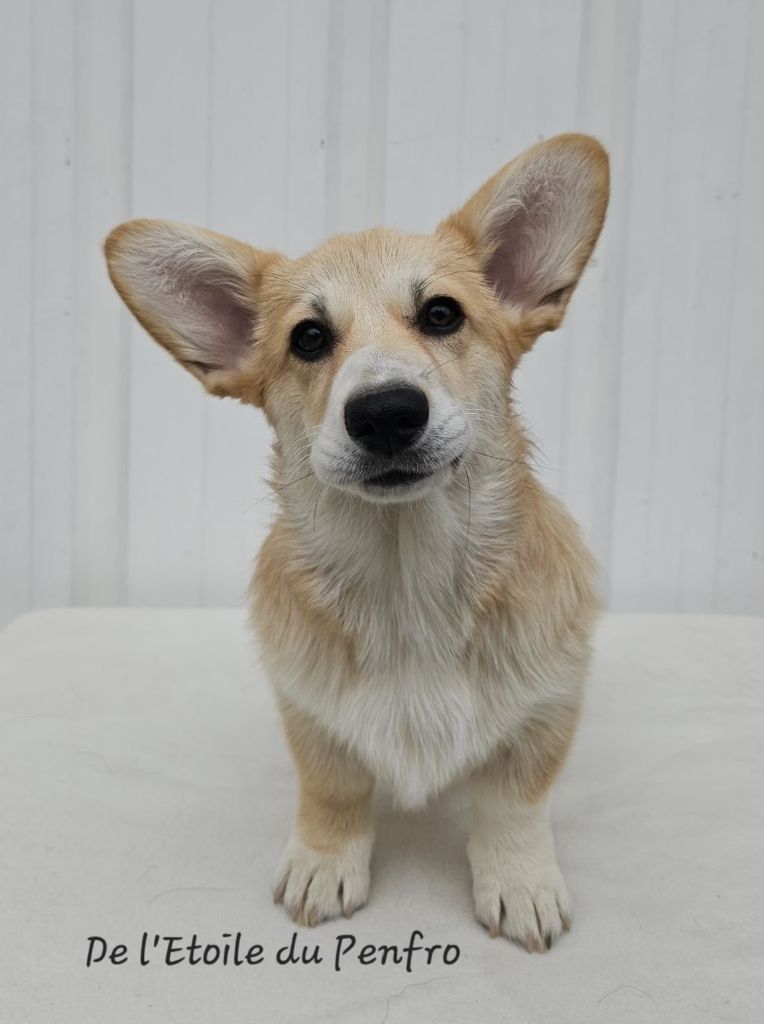Asteria inthe sky Des Gazons D'Ile De France