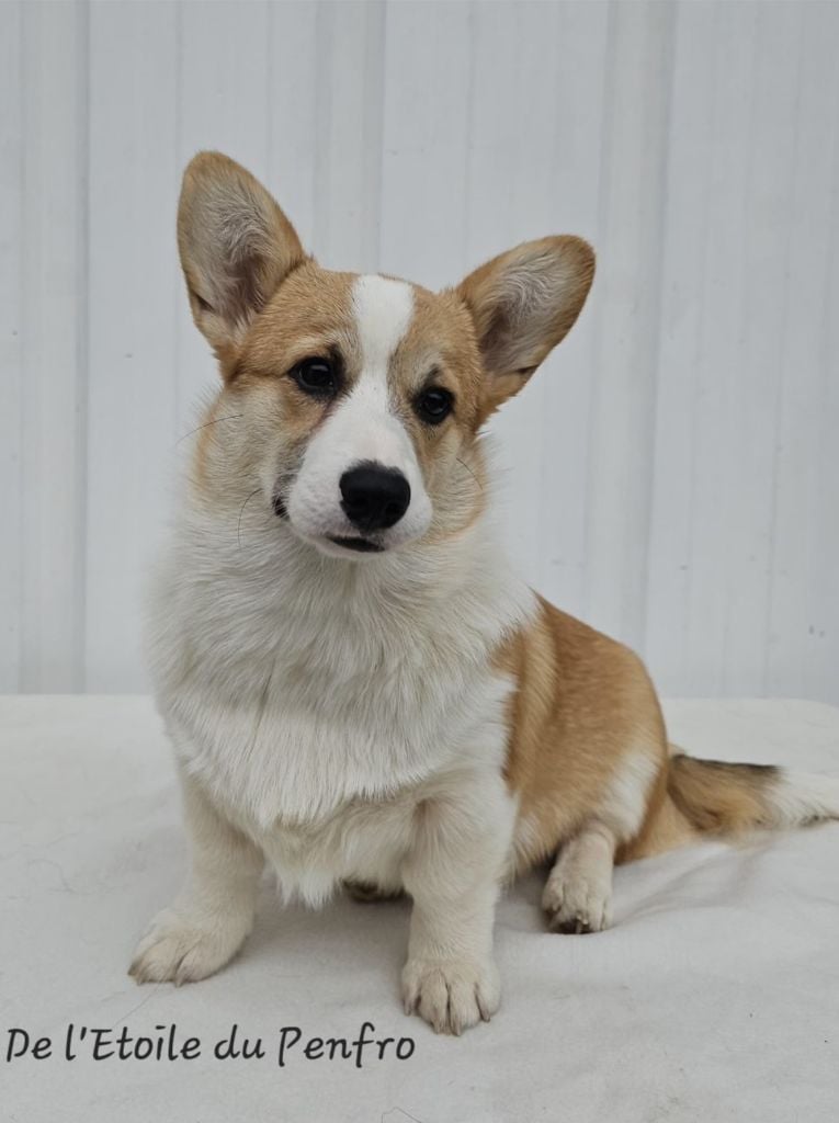 Ace coco gauff du Domaine D'Arinella Bianca