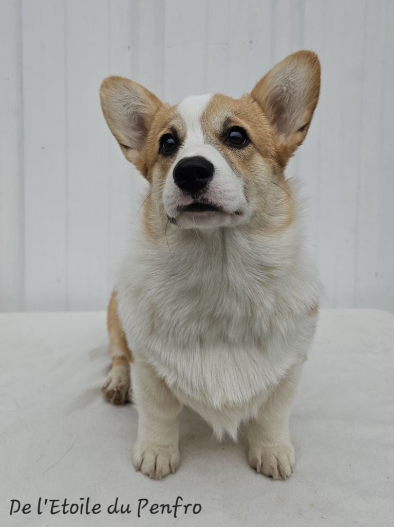 Ace coco gauff du Domaine D'Arinella Bianca