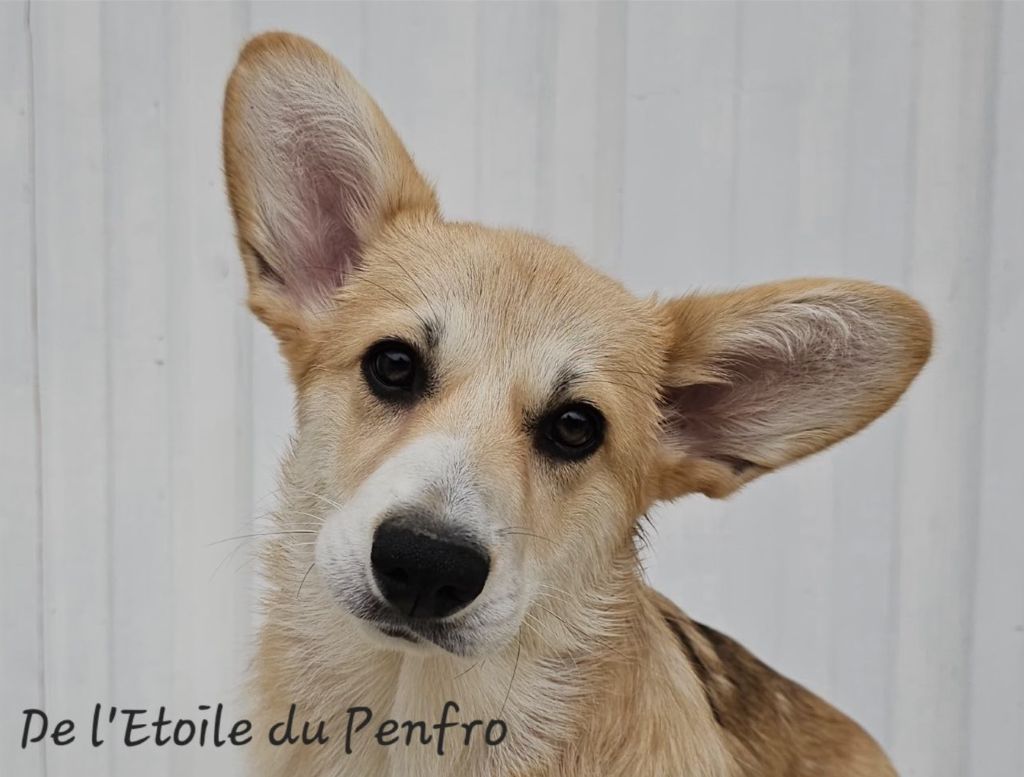 Asteria inthe sky Des Gazons D'Ile De France