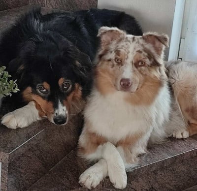 du Domaine des Charbons Ardents