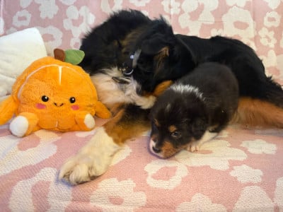 Les chiots de Berger Australien