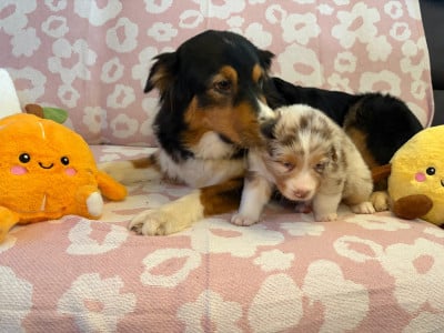 Les chiots de Berger Australien