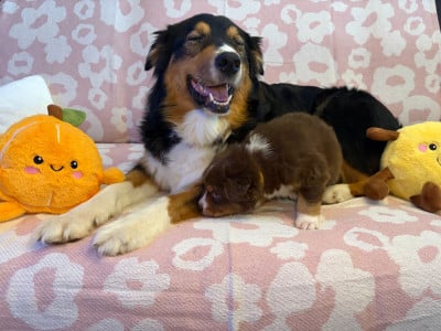 Les chiots de Berger Australien