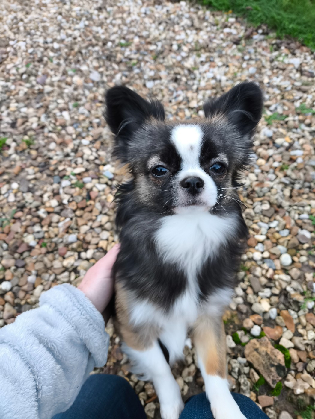 Ava du Paradis Rétais