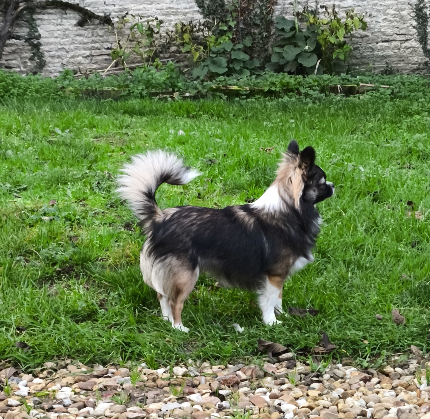 Ava du Paradis Rétais