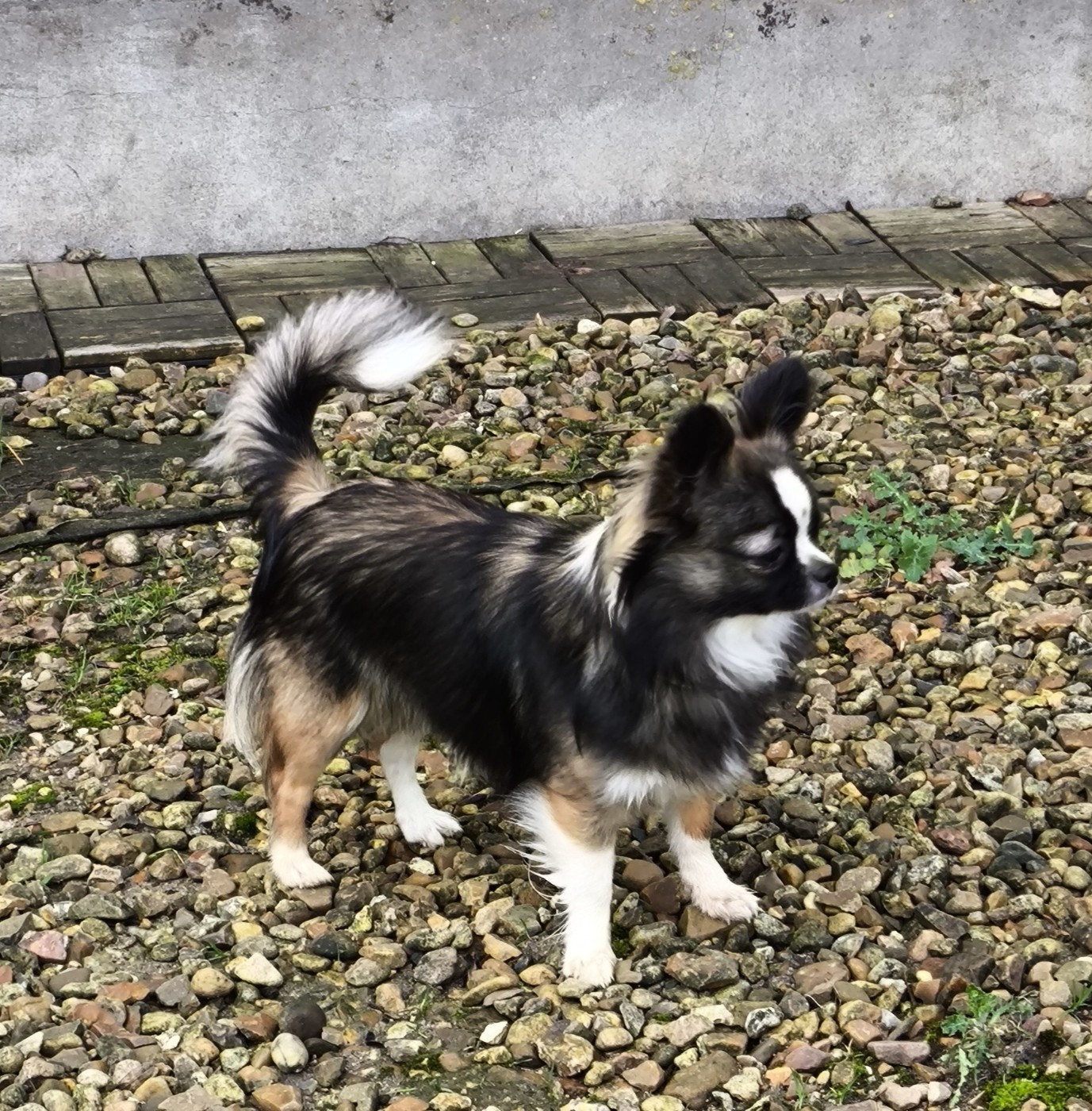 Ava du Paradis Rétais