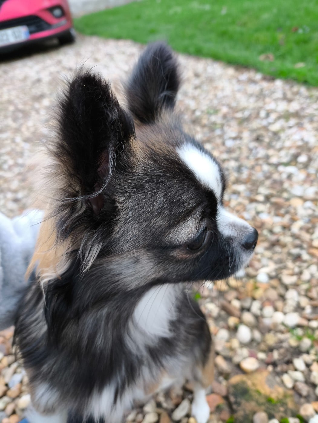 Ava du Paradis Rétais