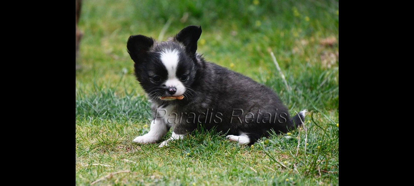 Ava du Paradis Rétais