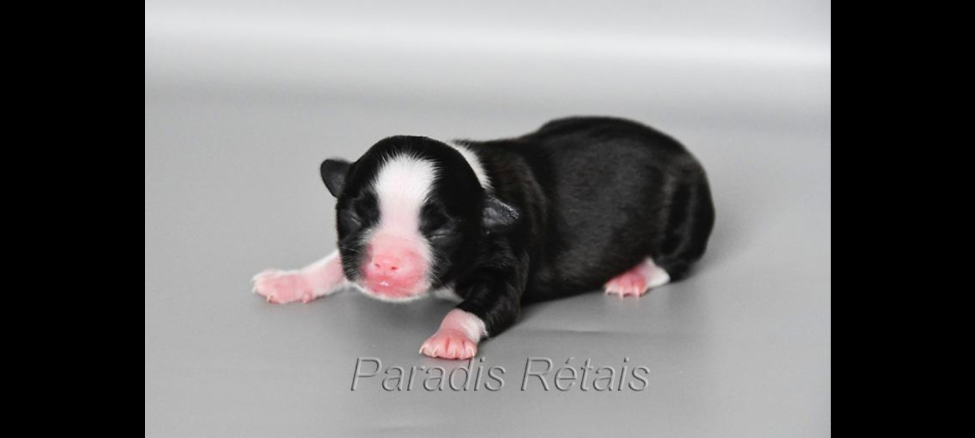 Ava du Paradis Rétais