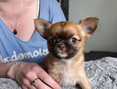 Adélice - Chihuahua