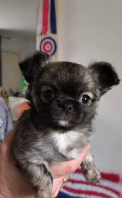 Les chiots de Chihuahua