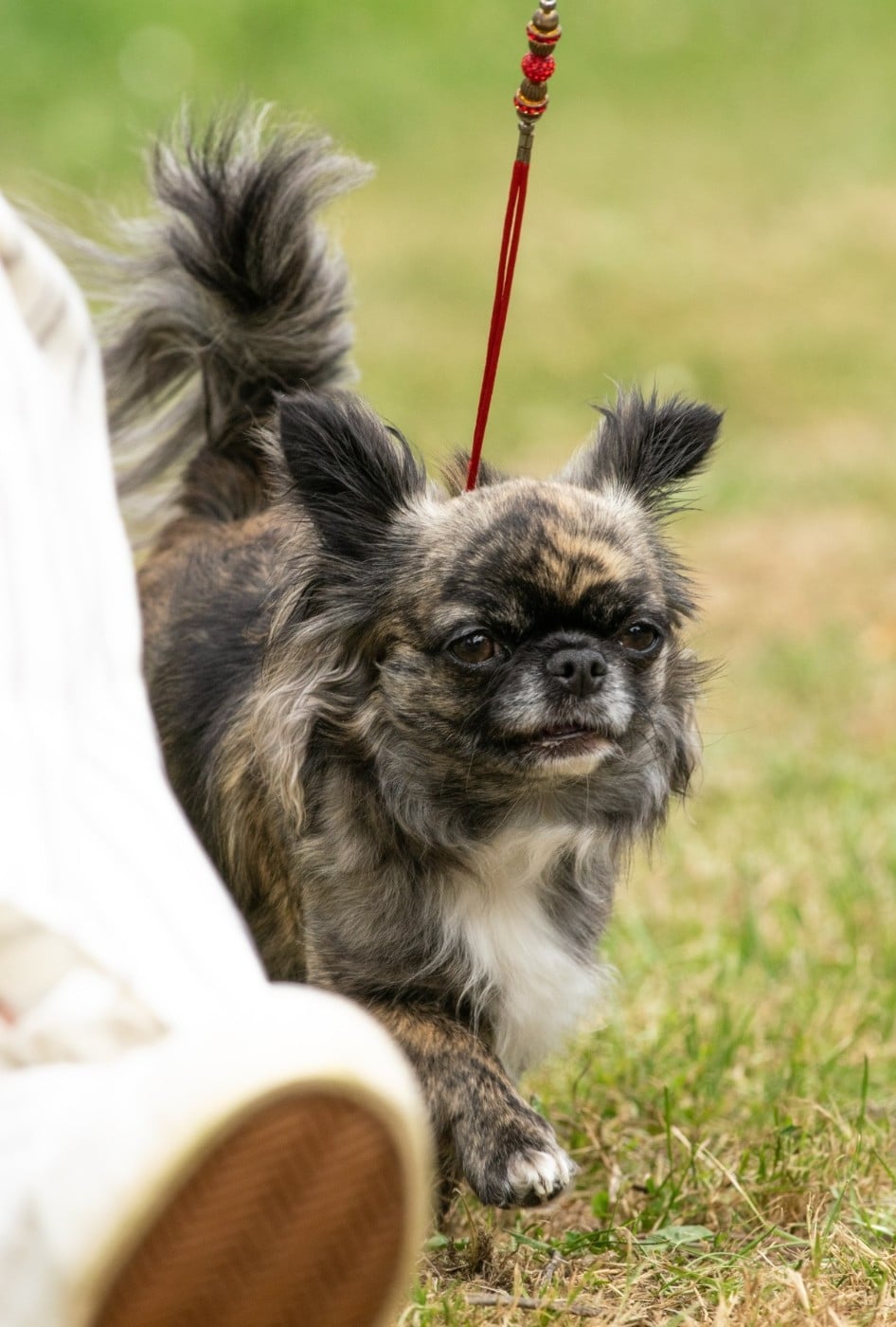 CH. Vénus of fabi marc - 4 ème excellent