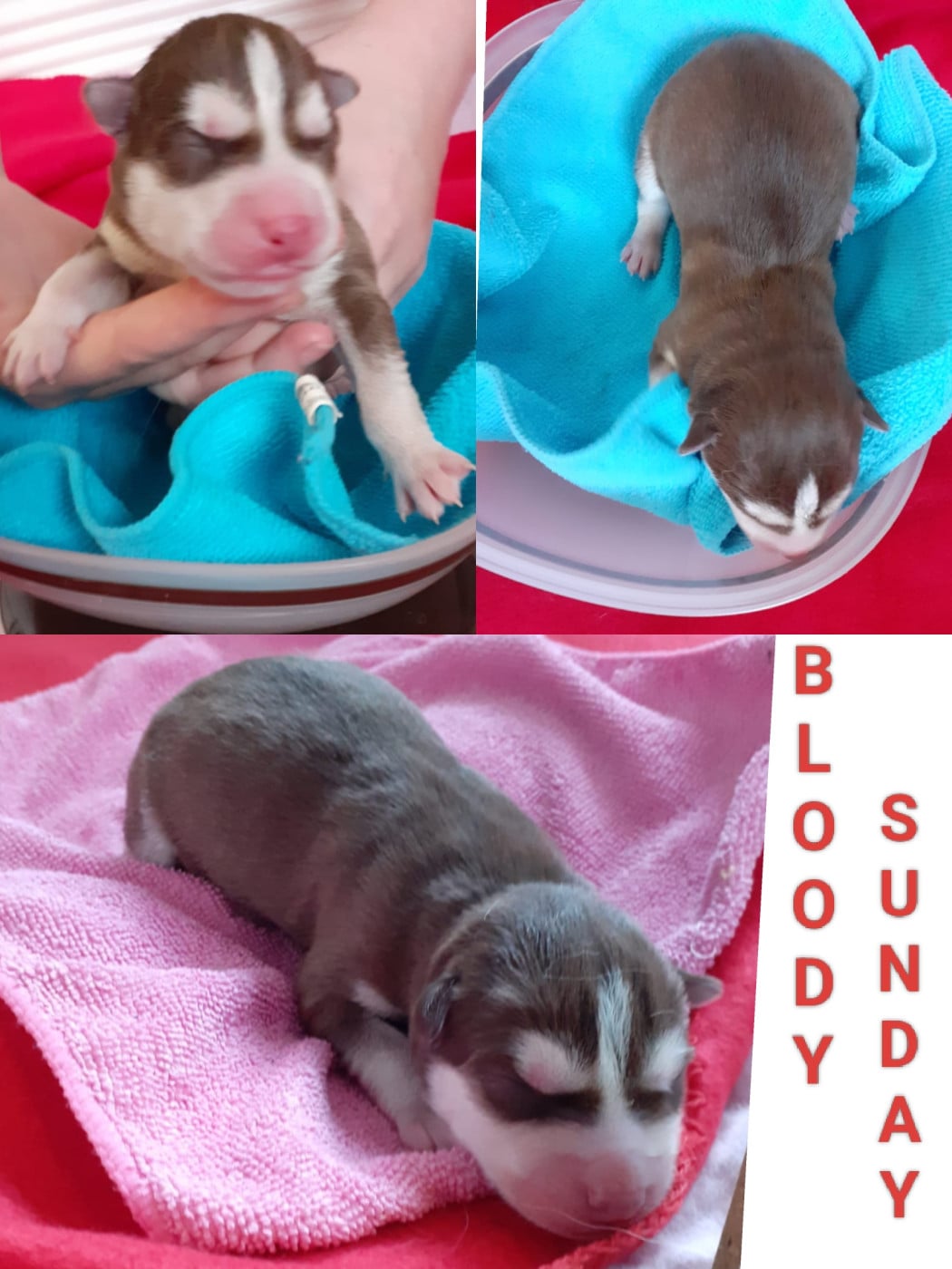 BLOODY SUNDAY - Siberian Husky