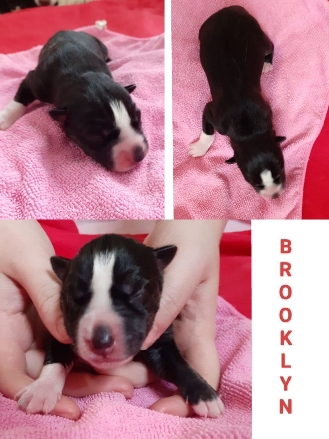 BROOKLYN - Siberian Husky