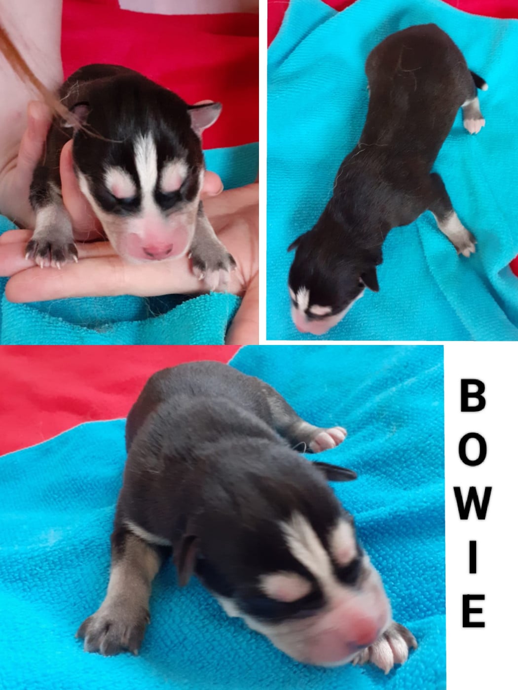 BOWIE - Siberian Husky