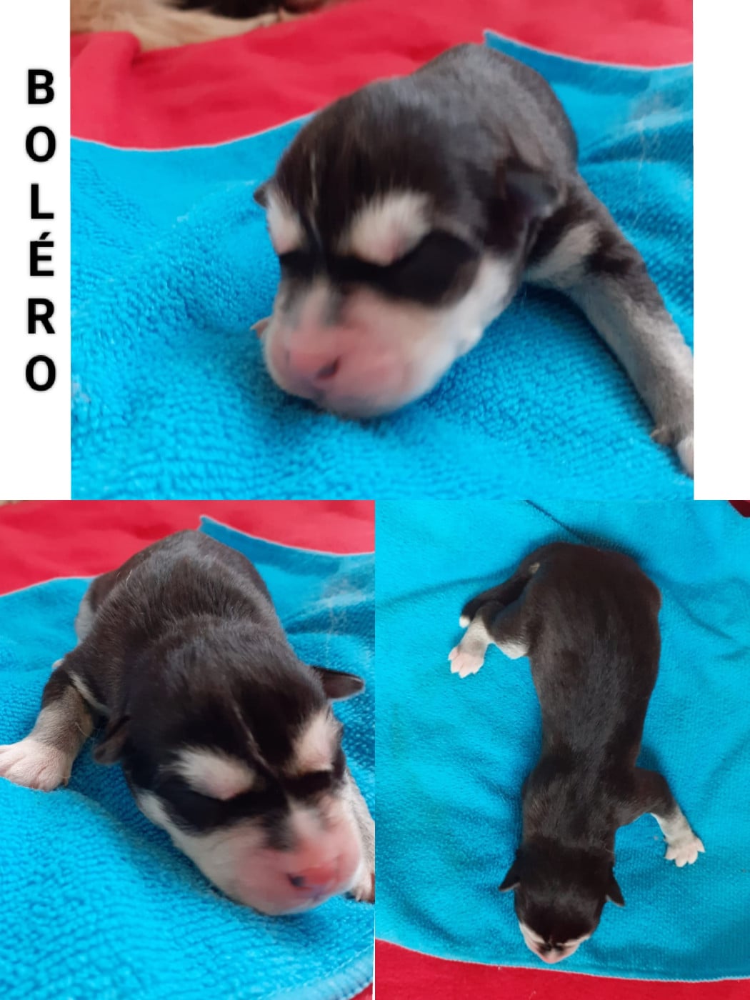 BOLÉRO - Siberian Husky