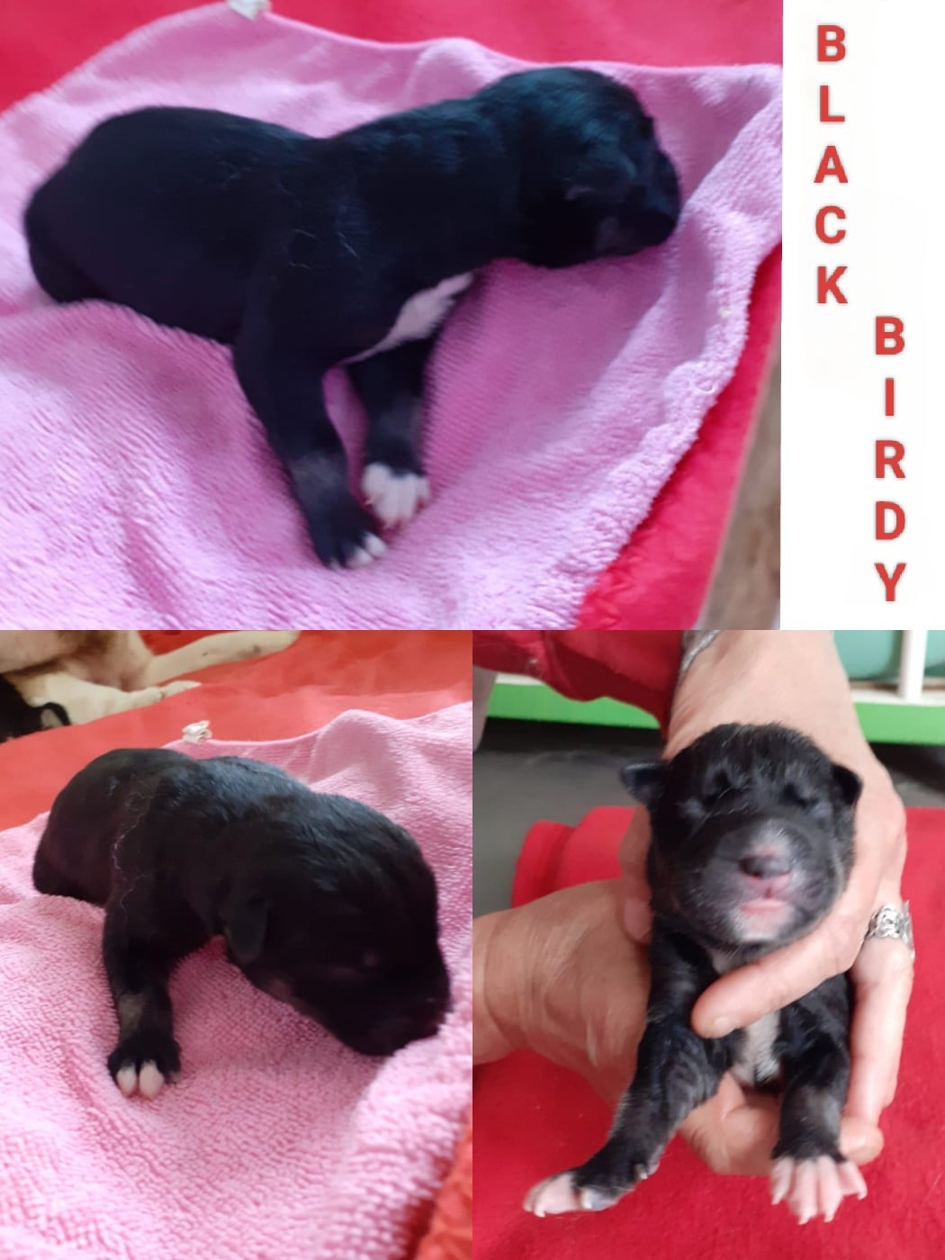 BLACK BIRDY - Siberian Husky