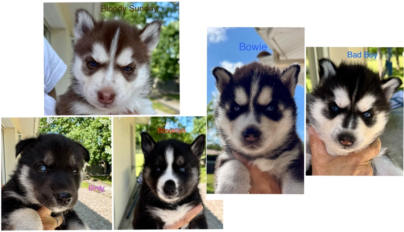 Siberian Husky - Mahigan