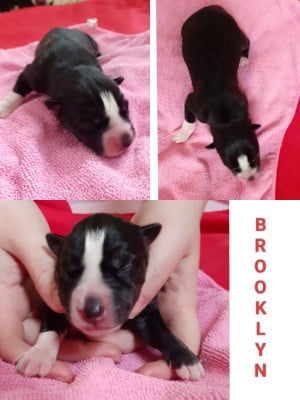 Les chiots de Siberian Husky