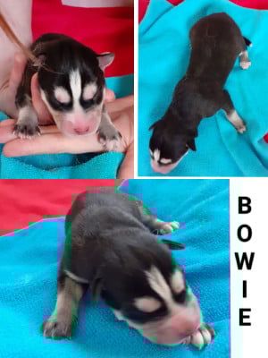 Les chiots de Siberian Husky