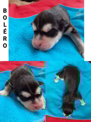 Les chiots de Siberian Husky