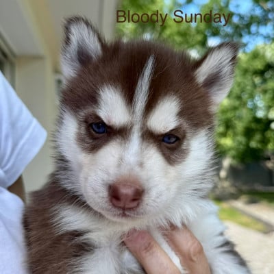 Les chiots de Siberian Husky