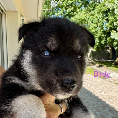 Les chiots de Siberian Husky