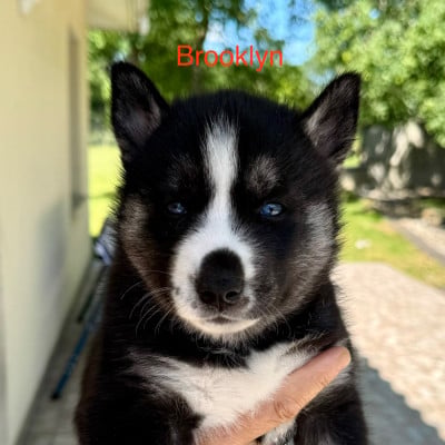 Les chiots de Siberian Husky