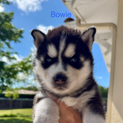 Les chiots de Siberian Husky