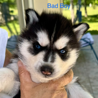 Les chiots de Siberian Husky